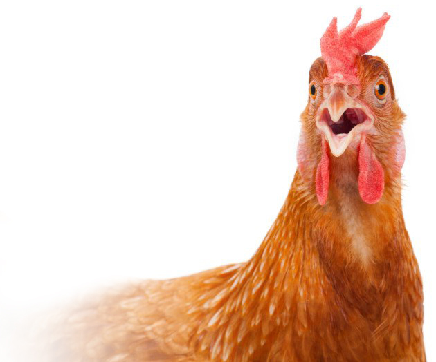 Contact Hens Haven2